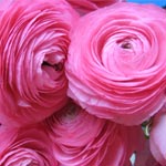 Ranunculus - Pink (8-10 Stems)