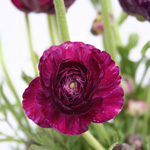 Ranunculus - Burgundy (8-10 Stems)