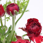 Ranunculus - Red (8-10 Stems)