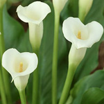 Mini Calla - Ivory- Off White (10 stems)