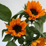 Sunflowers - Mini yellow - Centers vary
