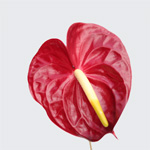 Anthurium - Red - Mini (5 Stems)