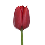 Tulips - Red