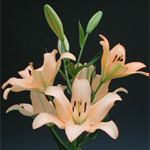 LA Hybrid Lily - Pale Peach (10 Stems)