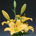 LA Hybrid Lily - Yellow (10 Stems)