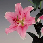 Oriental Lily - Light Pink (10 Stems)