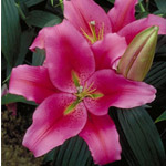 Oriental Lily - Hot Pink (10 Stems)