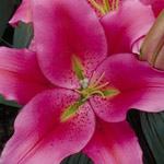 Oriental Lily - Hot Pink (10 Stems)