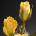 Rose - Yellow 40cm