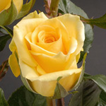 Rose - Yellow 40cm - Click Image to Close