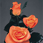 Rose - Orange 60cm