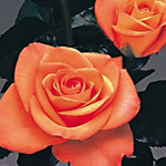 Rose - Orange 40cm - Click Image to Close