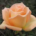 Rose - Peach 40cm