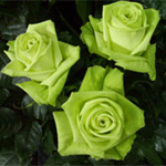 Rose - Green 40cm - Click Image to Close