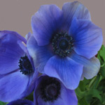Anemone - Deep Blue (8-10 Stems)