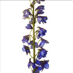 Hybrid Delphinium - Blue (5 Stems)