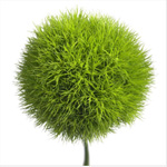 Trix - Green Ball Dianthus (10 Stems)