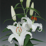 Oriental Lily - White (10 Stems)