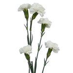 Mini Carnations - White (10 Stems)