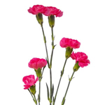 Mini Carnations - Hot Pink (10 Stems)