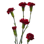 Mini Carnations - Burgundy (10 Stems)
