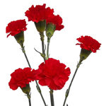 Mini Carnations - Red (10 Stems)