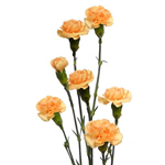 Mini Carnations - Peach (10 Stems)