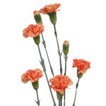 Mini Carnations - Orange (10 Stems)