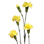Mini Carnations - Yellow (10 Stems)