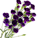 Mini Carnations - Purple (10 Stems)