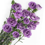 Mini Carnations - Lavender (10 Stems)