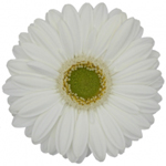 Mini Gerbera - White/Green Center (10 Stems)