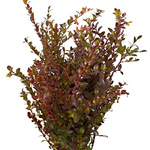 Huckleberry - Red (6 - 8 Stems)