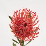 Pin Cushion Protea - Reddish (5 Stems)