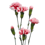 Mini Carnations - Bi-color Pink (10 Stems)