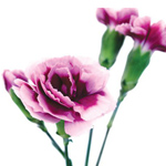 Mini Carnations - Bi-color Purple (10 Stems)