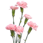 Mini Carnations - Light Pink (10 Stems)