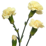 Mini Carnations - Butter Yellow (10 Stems)