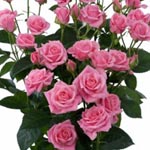 Spray Rose - Light Pink (7-10 Stems)