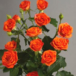 Spray Rose - Orange (7-10 Stems)