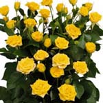 Spray Rose - Yellow (7-10 Stems)