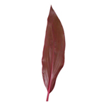 Ti Leaves - Red (25 Stems)