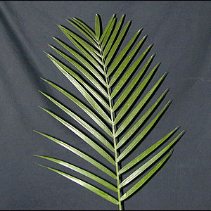 Emerald Palm -TePe (10-15 Stems)