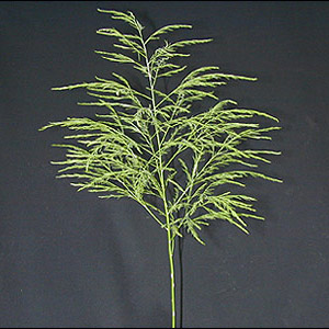 Fern - Tree (15-20 Stems)