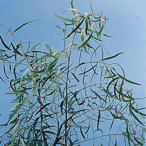 Eucalyptus - Willow (5 Stems)