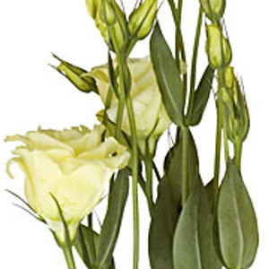 Lisianthus - Pale Yellow (5-7 Stems) - Click Image to Close