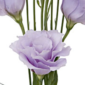 Lisianthus - Lavender (5-7 Stems) - Click Image to Close