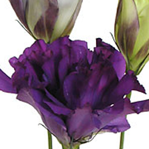 Lisianthus - Purple (5-7 Stems) - Click Image to Close