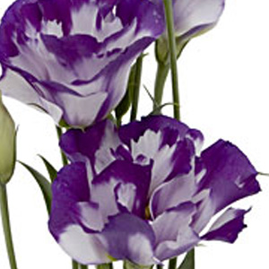 Lisianthus - Bi-Color White/Purple (5-7 Stems) - Click Image to Close