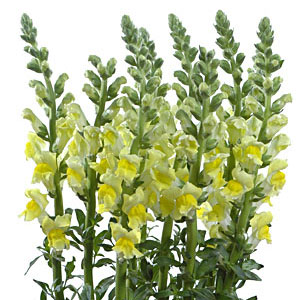 Snapdragons - Yellow (10 Stems)
